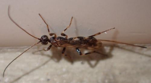 Réf. 283 480 : Wachsmannia spathiiformis